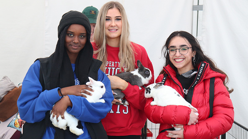  Three students holding rabbits at St Albans campus petting zoo activity
