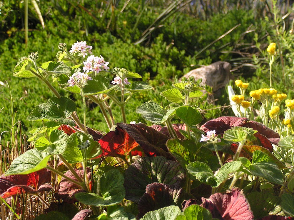 A pelargonium plant