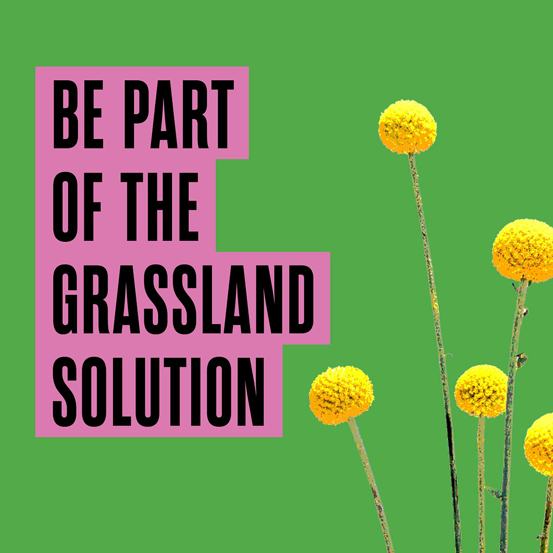 A graphic with text and billy button flowers. The text reads: Be part of the grassland solution.