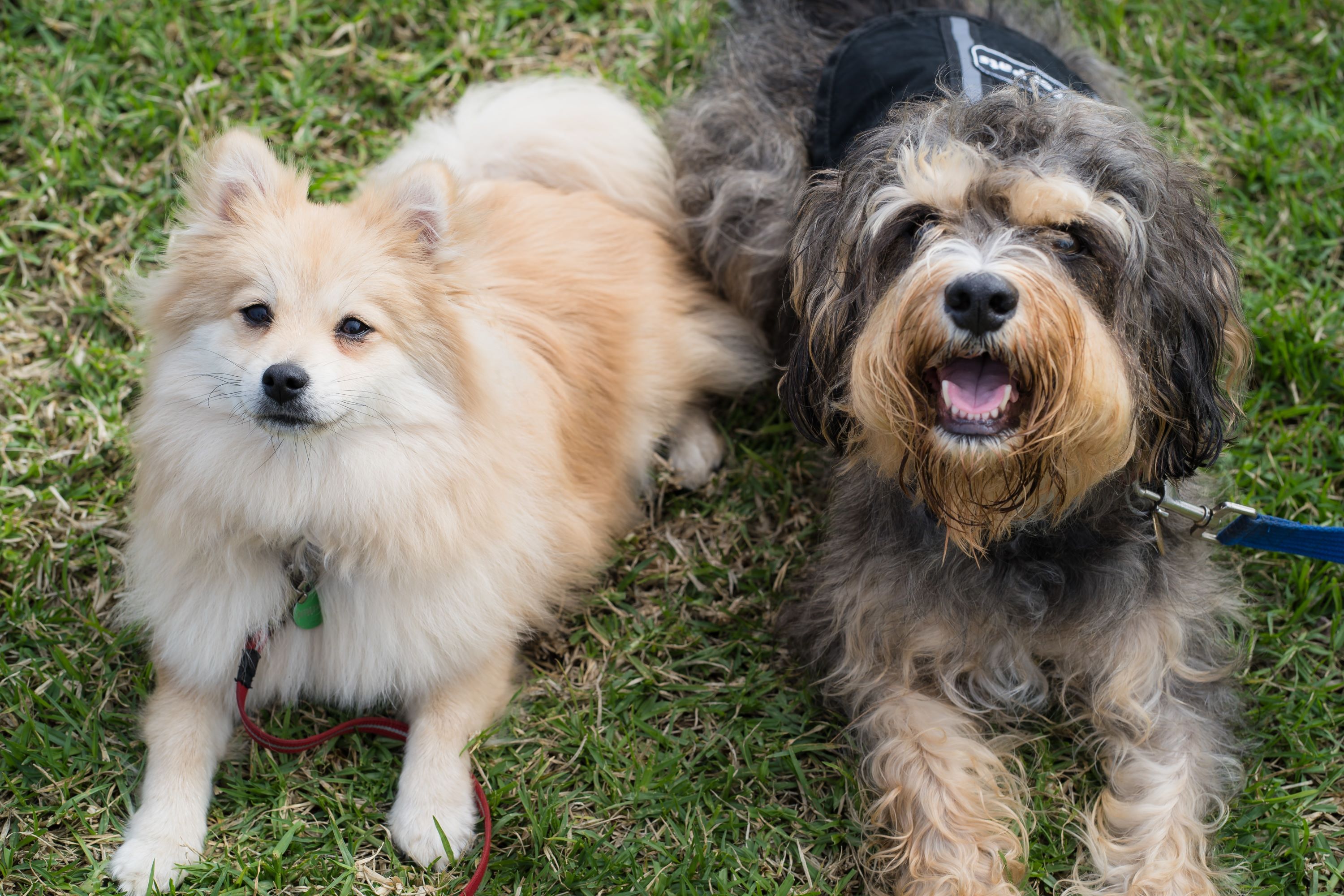 Puppy support for youth trauma