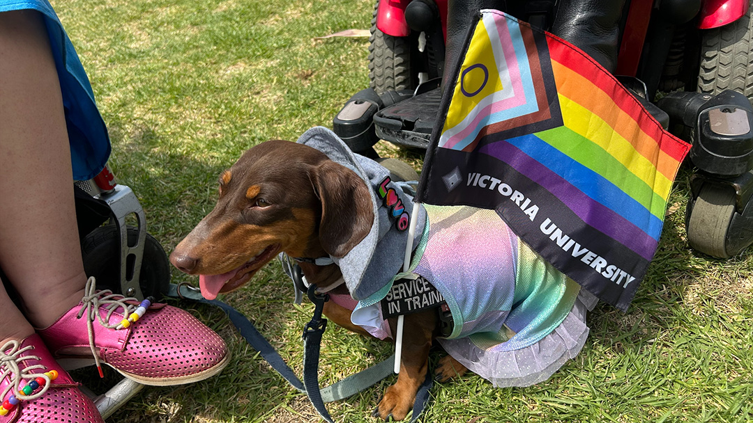 pride dog