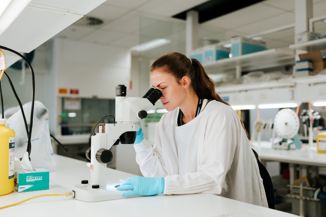 Researcher looking at a microscope in the lab