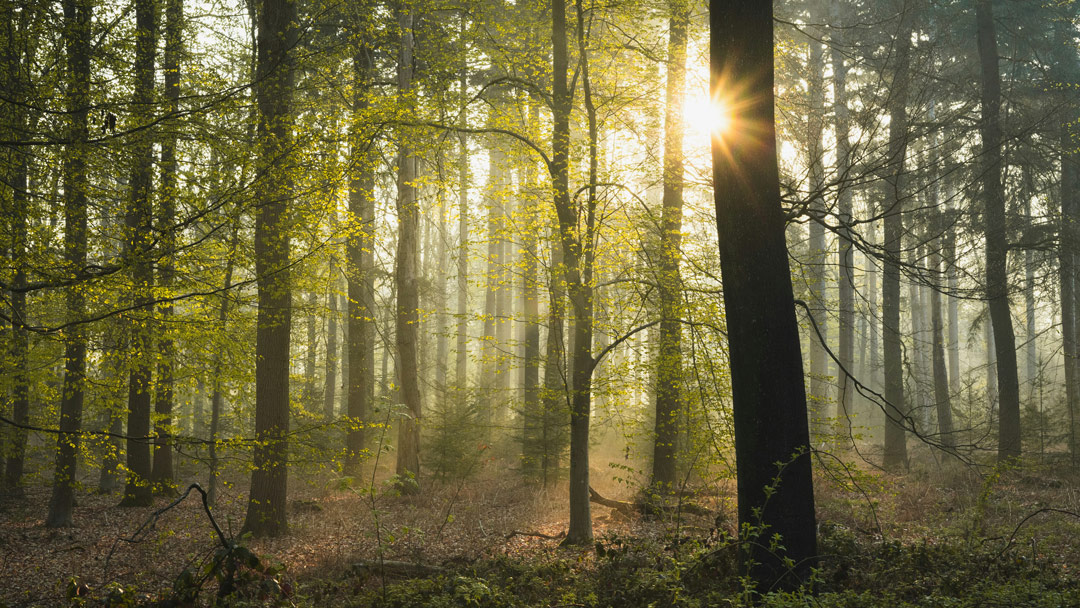 Light shines through the trees of a calm forest