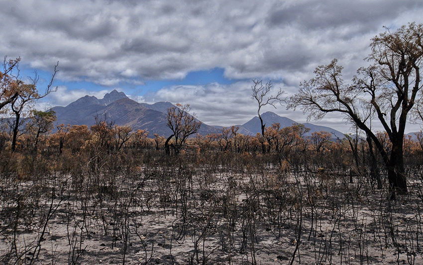 Burnt Australian landscape
