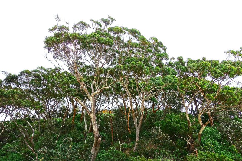  Gum tree forest