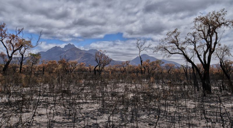  Trees and hills after bushfire