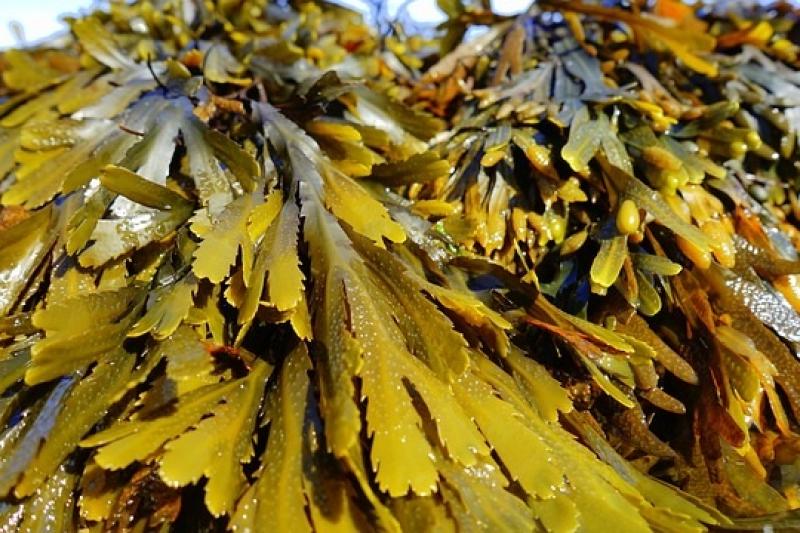 Close up of seaweed in water