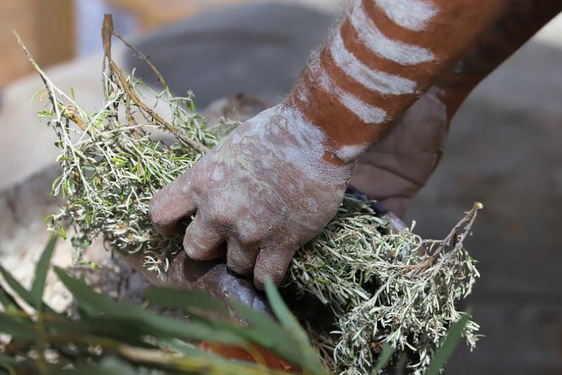 Two hands holding cuttings from a plant.