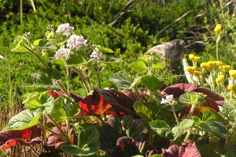 A pelargonium plant