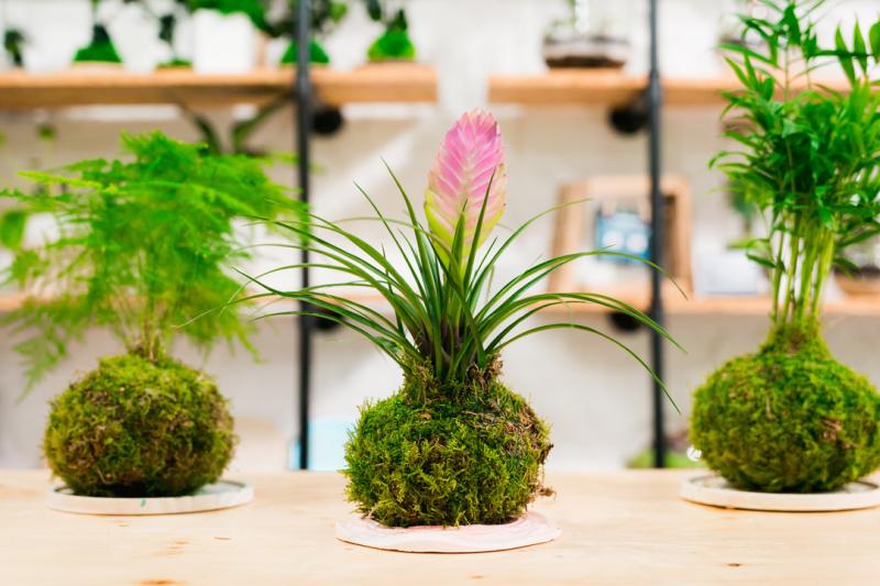 Three kokedama plants sitting on a bench