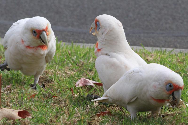 Three cockatoos