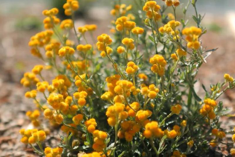 small yellow native Australian flowers