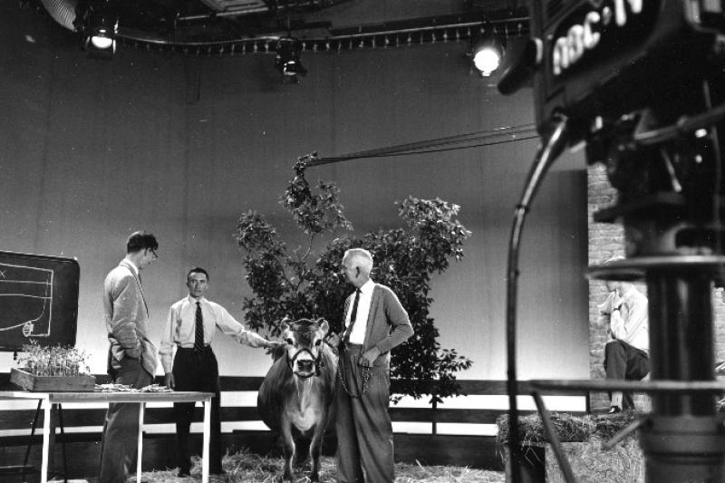 Early days of TV, black and white pic, cow and three men in ABC studio