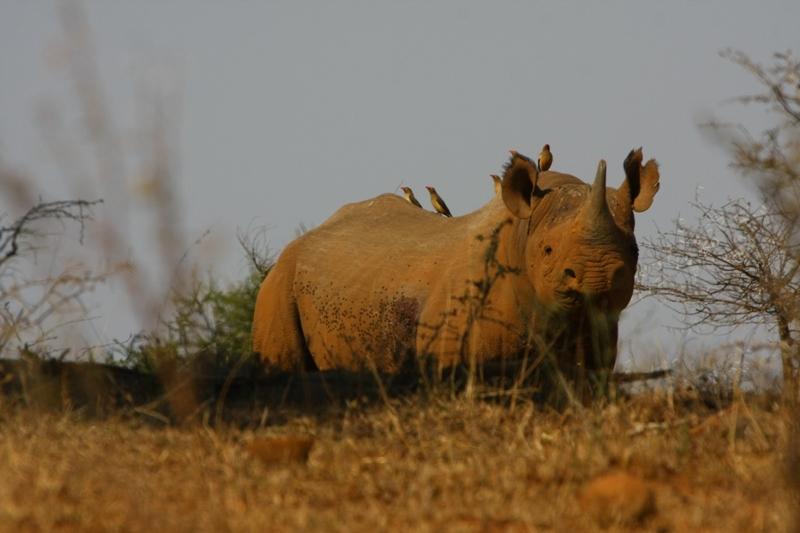  Black rhino with oxpeckers