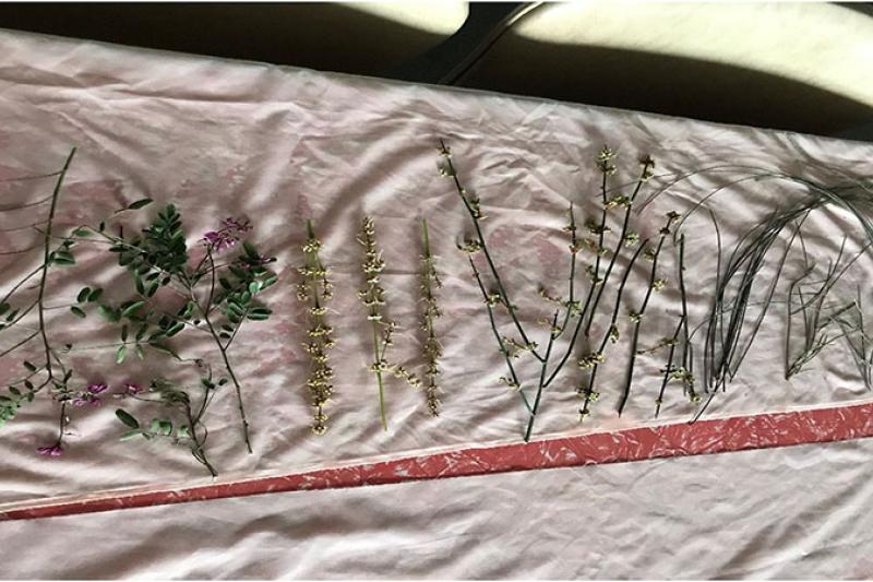 Preparing the healing cloth for bush-dyeing workshop.
