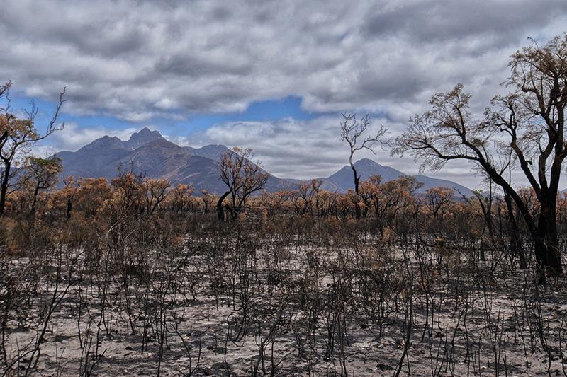 Burnt Australian landscape