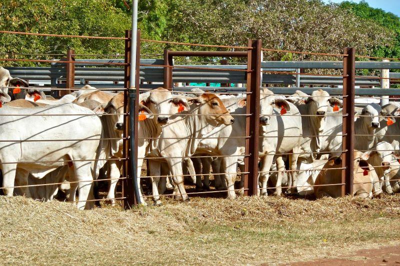 The Federal Court ruled Australia's live cattle ban was “capricious and unreasonable”