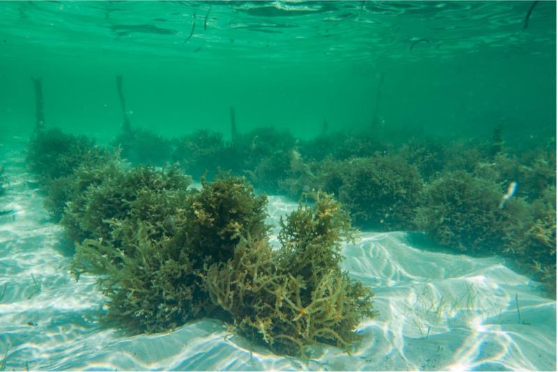 underwater image of a seaward farm, with rows of seaweed visible