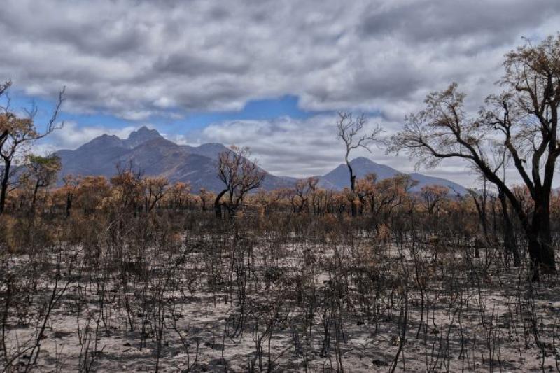  Trees and hills after bushfire