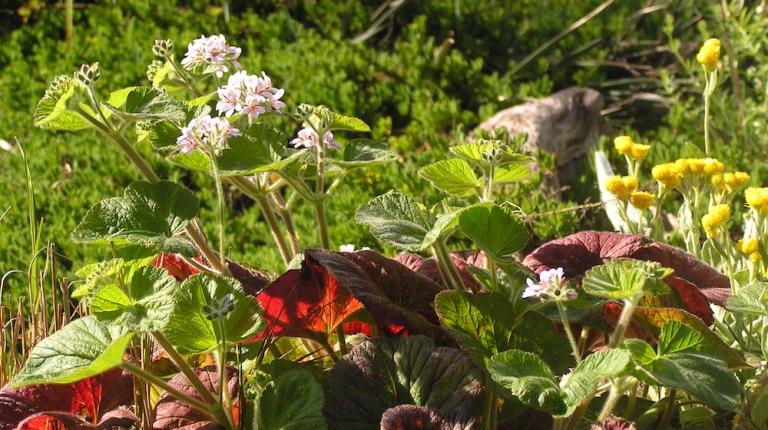 VicHealth funding for new research looking at Aboriginal Australian dietary practices and place-making 