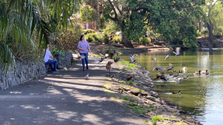 Research shows birds fret less around dogs on leads
