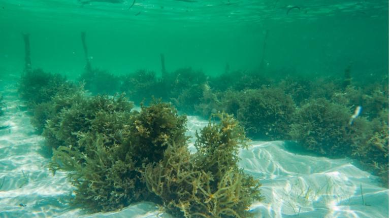 VU & Chinese researchers team up to fight plastic pollution with seaweed 