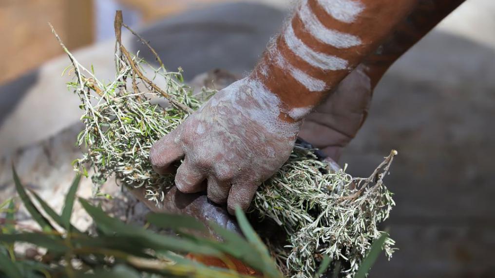 Two hands holding cuttings from a plant.