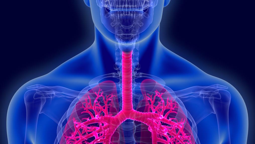 A human body showing the bone structure and lungs.