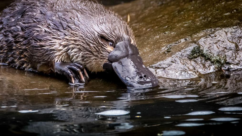 platypus by the water