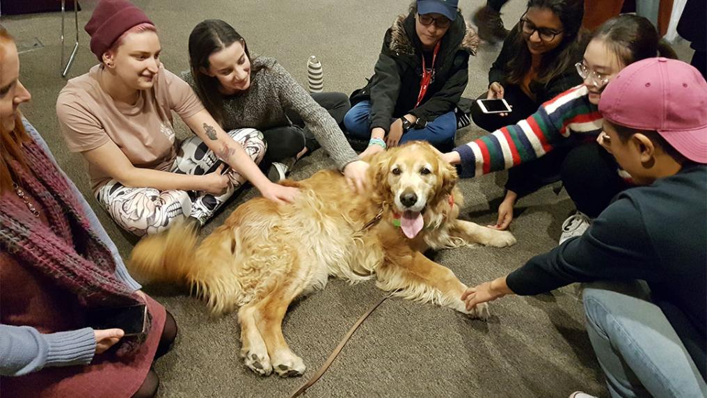 A golden retriever therapy dog sits within a circle of young students, who are each giving the dog a pat.