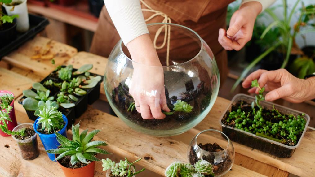 A collection of succulents on a wooden table. A person's hand is inside the glass bowl assembling the terrarium.