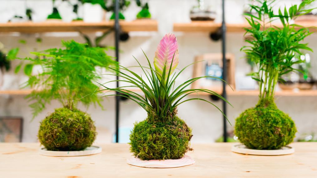 Three kokedama plants sitting on a bench