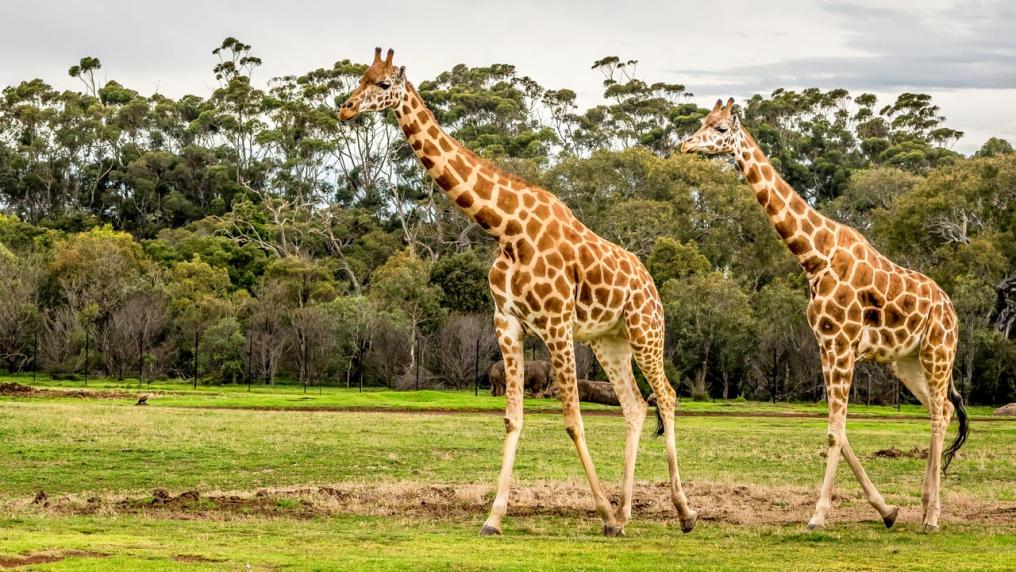 An outdoor zoo with two giraffes walking around.