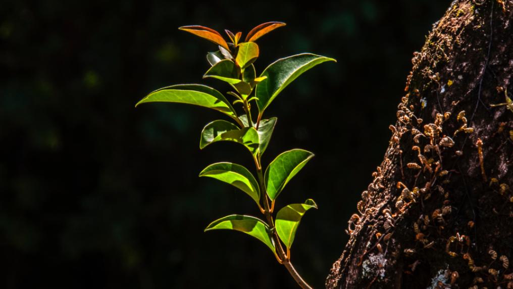 New green shoot growing from tree trunk