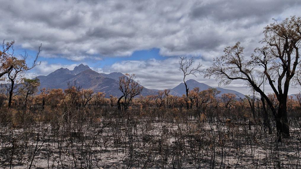 Burnt Australian landscape